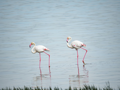 Phoenicopterus roseus