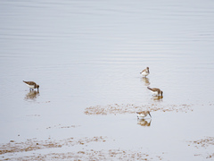 Calidris alpina
