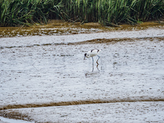 Recurvirostra avosetta