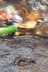 Chlorocypha luminosa