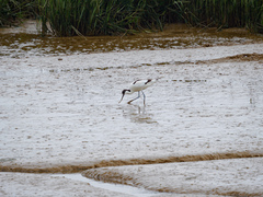 Recurvirostra avosetta