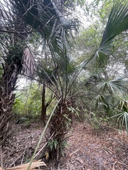 Sabal palmetto
