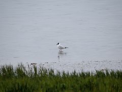 Chroicocephalus ridibundus