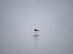 Himantopus himantopus