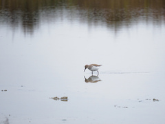 Calidris alpina