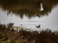 Charadrius hiaticula