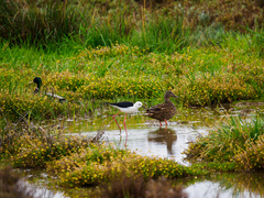 Himantopus himantopus