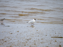 Chroicocephalus ridibundus