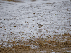 Pluvialis squatarola