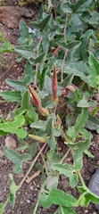 Aristolochia versabilifolia