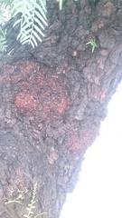 Schinus molle