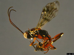 Paraphylax
