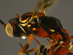 Paraphylax
