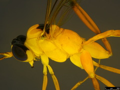 Leptobatopsis