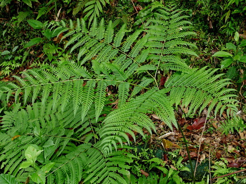 Pteris wallichiana iNat (2)