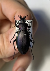 Carabus violaceus aurolimbatus