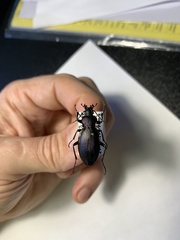 Carabus violaceus aurolimbatus