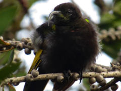 Drepanorhynchus reichenowi