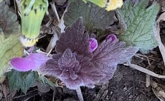 Lamium purpureum