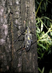 Batocera lineolata