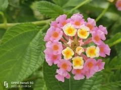 Lantana camara
