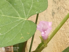Ipomoea triloba