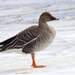 Taiga Bean Goose - Photo (c) Владимир Панкратов, some rights reserved (CC BY-NC), uploaded by Владимир Панкратов
