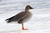 Taiga Bean Goose - Photo (c) Владимир Панкратов, some rights reserved (CC BY-NC), uploaded by Владимир Панкратов