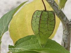 Physalis angulata
