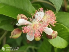 Tetracera indica