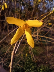 Forsythia koreana