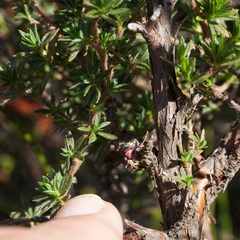 Cliffortia polygonifolia polygonifolia
