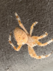Araneus pallidus