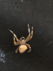 Araneus pallidus