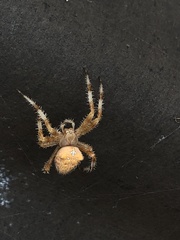 Araneus pallidus