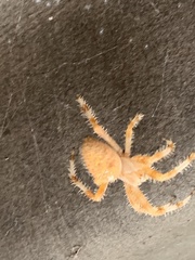 Araneus pallidus