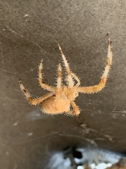 Araneus pallidus