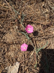 Convolvulus chilensis