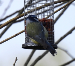 Cyanistes caeruleus