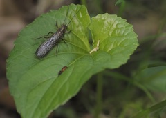 Perlodidae