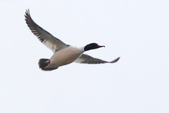 Mergus merganser