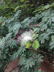 Calliandra parvifolia