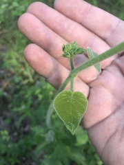 Matelea carolinensis