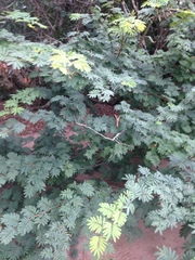 Calliandra parvifolia