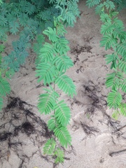 Calliandra parvifolia