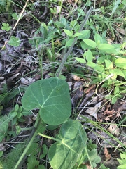 Matelea carolinensis