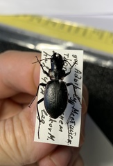 Carabus boeberi