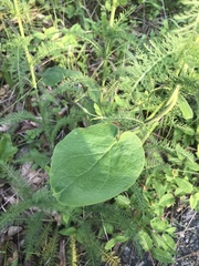 Matelea carolinensis