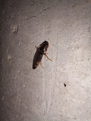 Conoderus semimarginatus