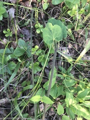 Matelea carolinensis